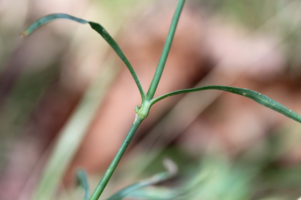 Dianthus deltoides? no, Dianthus seguieri